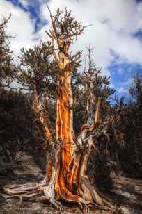 Bristlecone Pine-9119